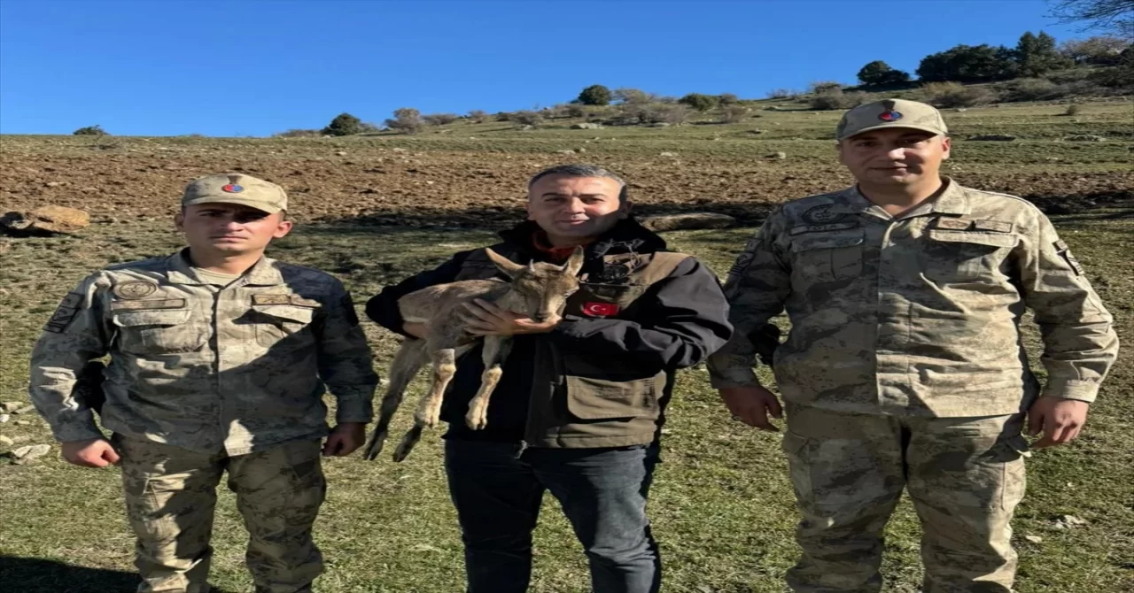 Erzurum’da kartalın yaraladığı yaban keçi yavrusu tedaviye alındı