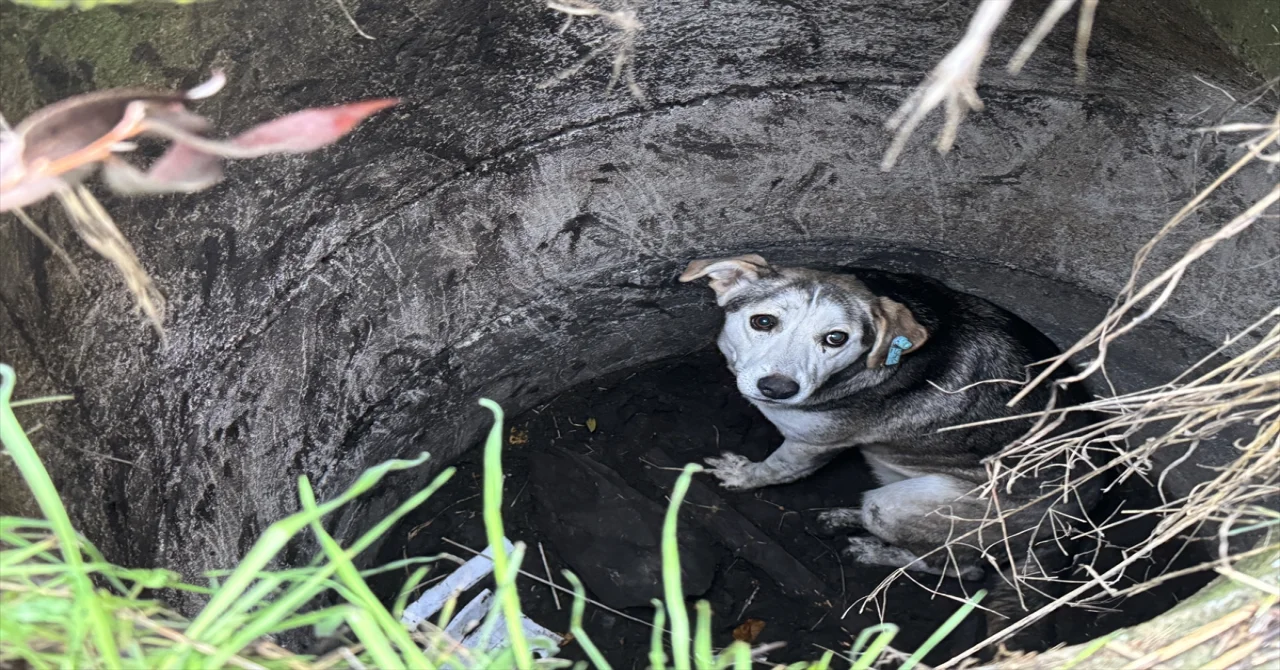 Sakarya’da kuyuya düşen köpeği itfaiye kurtardı