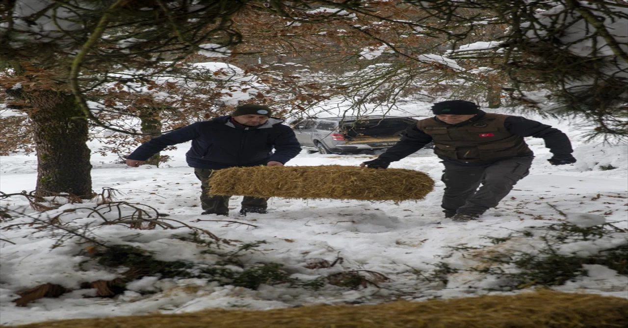 Bolu’da yılkı atları için karla kaplı arazilere yem bırakıldı