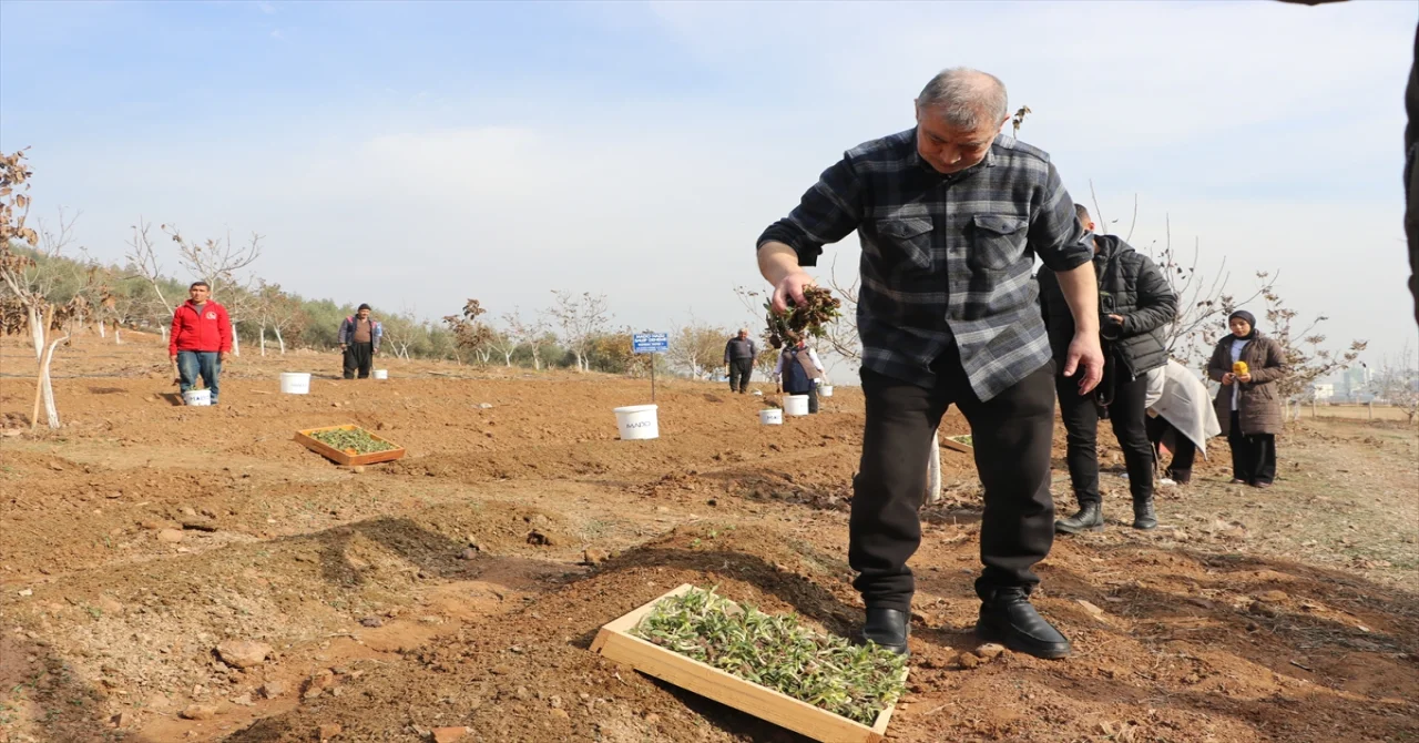 Kahramanmaraş’ta 5 bin kök salep fidesi toprakla buluşturuldu