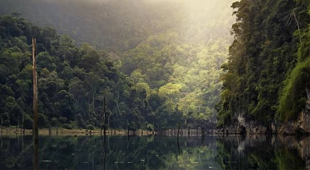 ’Amazon ormanları’ her yıl 15 milyondan fazla hastalık vakasını önlüyor