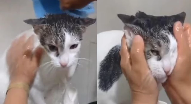 Kedisini yıkayan kadına sosyal medyada tepki yağdı!