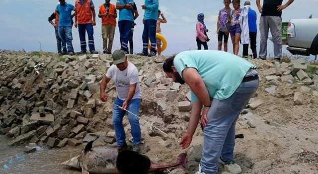 Kuşadası'nda son bir haftada 6 ölü yunus sahile vurdu