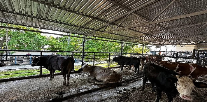 Büyükşehir Mezbahaları Bayramda Tam Kapasite Çalıştı