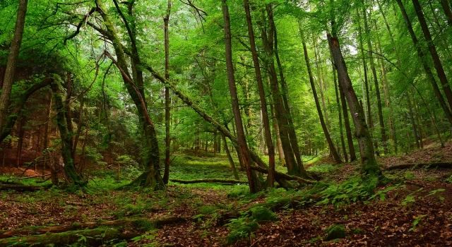 İçişleri Bakanlığından ormanlara giriş yasağı