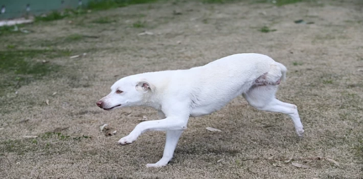 Karşıyaka’nın ampute köpekleri emin ellerde