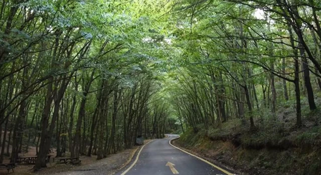 Kastamonu’da ormanlık alanlara girişler yasaklandı