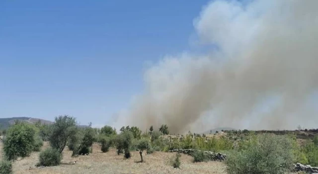 Muğla'nın Milas ilçesinde orman yangını çıktı