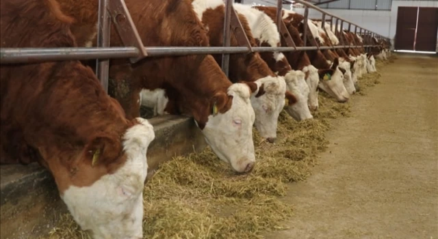 Samsun’da şap alarmı: Hayvan pazarları kapatıldı