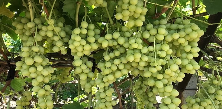 Superior Seedless Çeşidi Sofralık Üzümün ihracat yolculuğu başladı