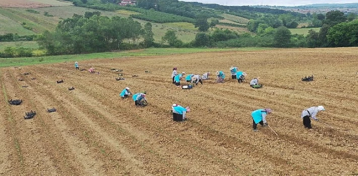 Tıbbi Aromatik Bitki Yetiştiriciliğinde yeni ürün; kekik