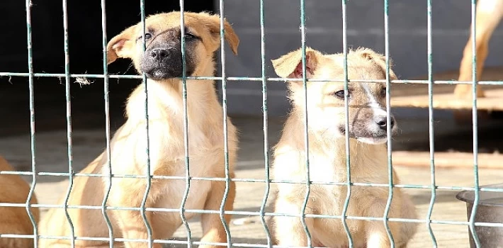 Yılın ilk 6 ayında 13 bin 467 sokak hayvanına tedavi