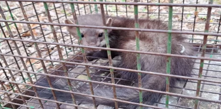 Bursa’da mazgala düşen kaya sansarı doğal ortama salındı