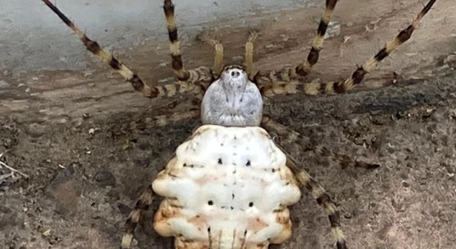 Dünyanın en zehirli örümceklerinden "Argiope lobata" Gümüşhane'de görüldü