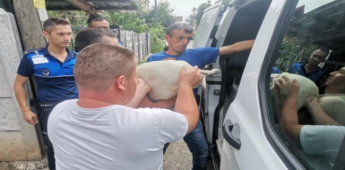 Düzce’de yasaklı ırk köpek yetiştirenlere operasyon