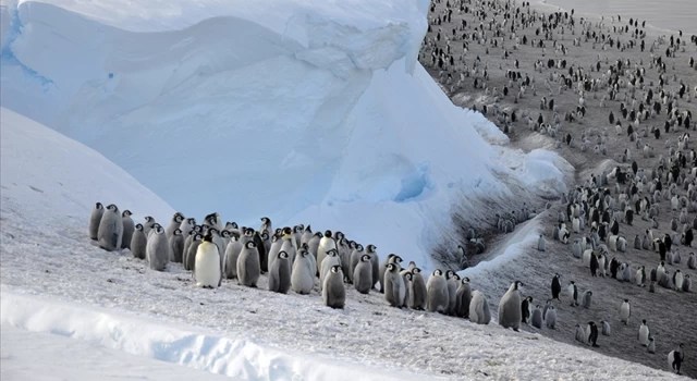 Güney Kutbu'nda 4 yeni imparator penguen kolonisi keşfedildi