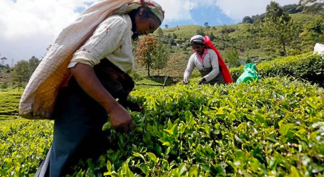 Sri Lanka, İran'a olan petrol borcunun 20 milyon dolarını çay ile ödedi