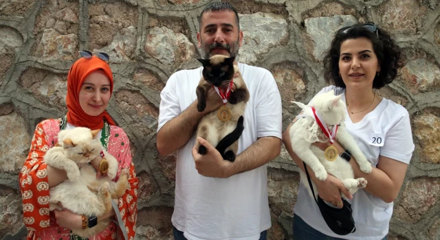 'Miss Cat' Tokat kedi güzellik yarışması