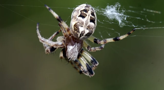 Dünya'daki ilk örümcek nasıl görünüyordu?