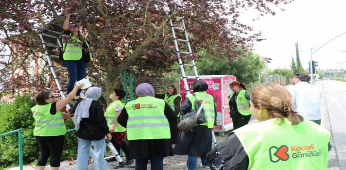 Kocaeli göüllüleri dalından toplayarak sevgilerini de kattılar