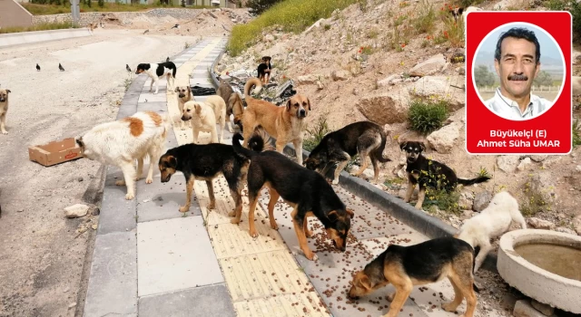 Sokak hayvanları, AKP ve Türkiye’nin itibarı