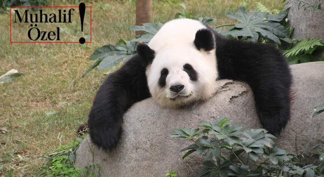 Doğum yapan en yaşlı panda, 19 yaşındaki Hong Kong’lu Ying Ying ile tanışın