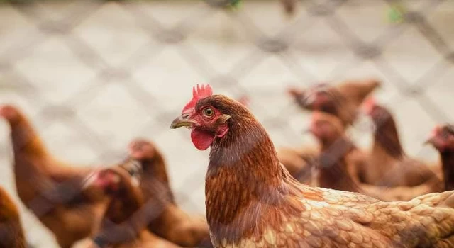 Tavuk eti ve yumurta üretimi haziranda azaldı