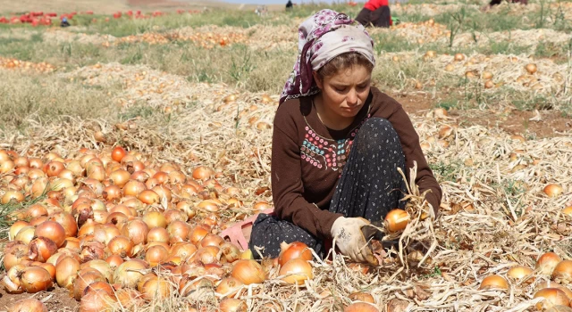 Geçtiğimiz yıl 66 çocuk işçi yaşamını yitirdi