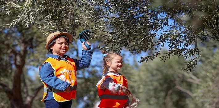 Aliağalı Minik Öğrenciler Şakran’da Zeytin Hasadı Yaptı