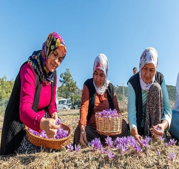 Başkan Özyiğit, “Türkiye’nin en çok safran üreten ilçelerinden biri olabiliriz