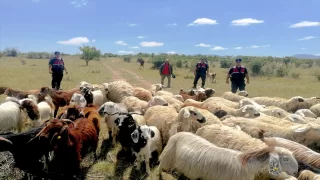 Aksaray’da jandarma ekipleri kayıp koyunları dronla buldu