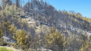 GÜNCELLEME  Antalya’da ormanlık alanda başlayan yangın kontrol altına alındı