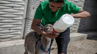 Yol kenarında bulunan sahipsiz sıpa ”Fıstık” barınakta biberonla besleniyor