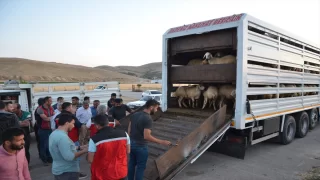 Kahramanmaraş’ta depremzede besicilere 152 Akkaraman koyunu dağıtıldı 