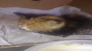 Tokat’ta rögara düşen kedi yavrusunu itfaiye kurtardı