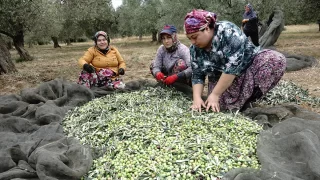 Zeytin üreticileri yağmur bekliyor