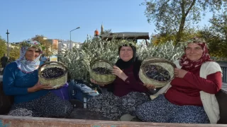 Manavgat Zeytin ve Zeytinyağı Festivali başladı