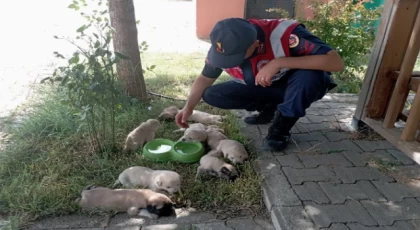 Bingöl’de anne ve yavru köpeklere Jandarma şefkati