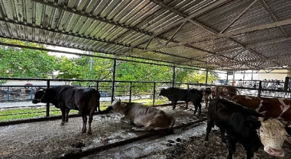 Büyükşehir Mezbahaları Bayramda Tam Kapasite Çalıştı