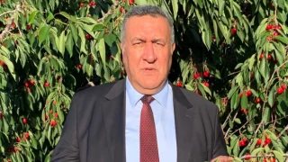 CHP'li Gürer: “Kiraz ağaçları meyvesi toplanmadan kesiliyor”