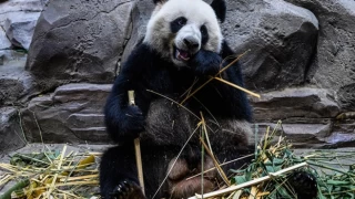 Güney Kore’de ilk defa ikiz panda dünyaya geldi