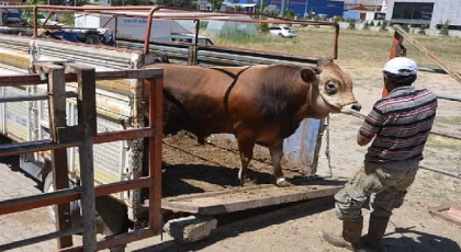 Hayat ağacı derneğinde 64 adet büyükbaş 41 adet küçükbaş kurban kesildi