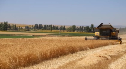 Karakılçık buğdayında hasat sevinci