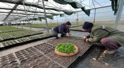 Manisa kendi serasından üretiyor