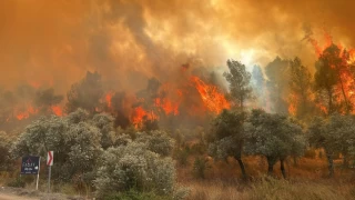 Muğla Milas’ta orman yangını!