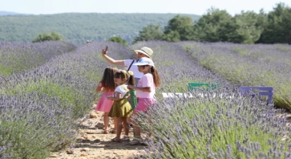 Muğla’da Lavanta Bahçesi’ne ziyaretçi akını