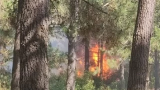 Sultangazi'de orman yangını