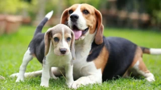 Uzun Kulaklı Sevimli Beagle Köpek Hakkında Bilinmesi Gerekenler