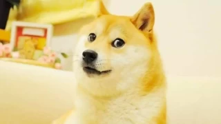 "Doge" meme'i ile ünlenen köpek Cheems hayatını kaybetti