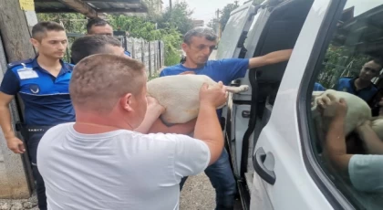 Düzce’de yasaklı ırk köpek yetiştirenlere operasyon